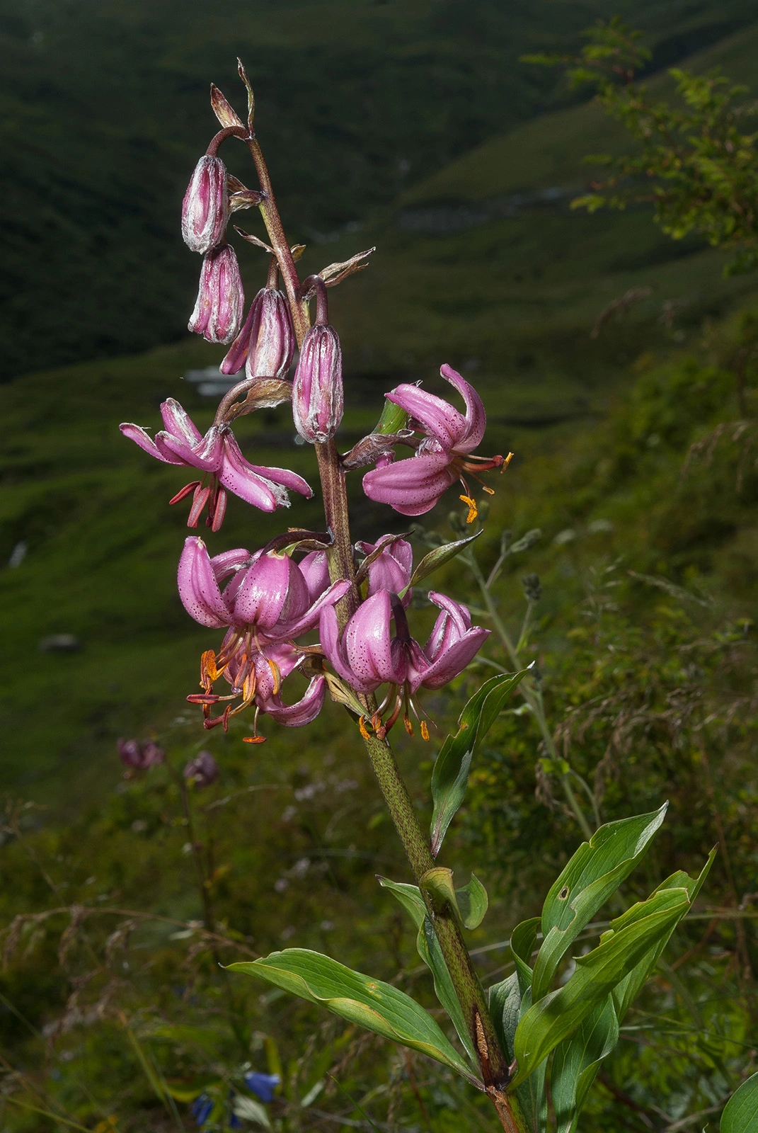 Photo Maurizio Broglio - Lilium martagon